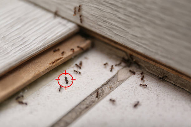 Best Local Pest Control Services  in Holly Hills, CO
