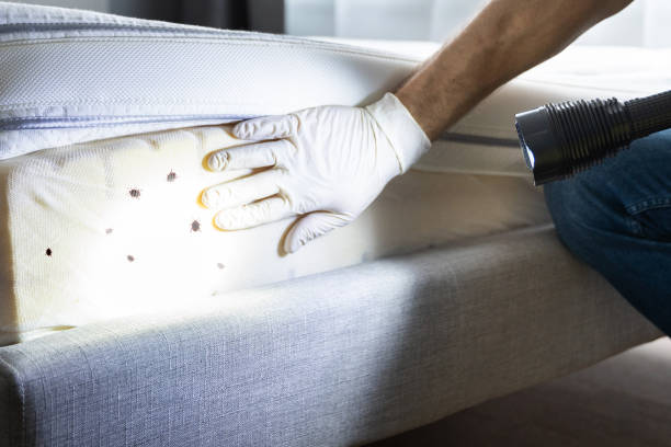 Best Emergency Pest Control  in Holly Hills, CO