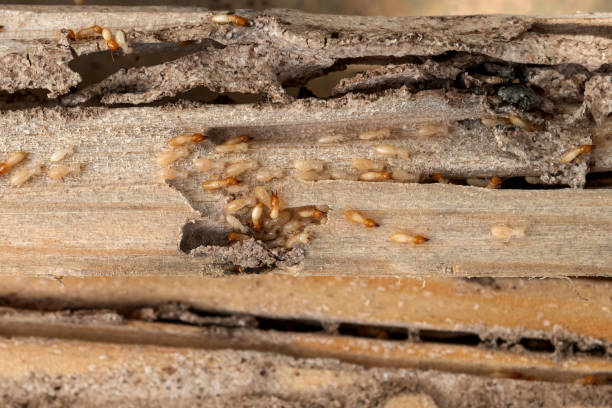 Best Ant Control Services  in Holly Hills, CO