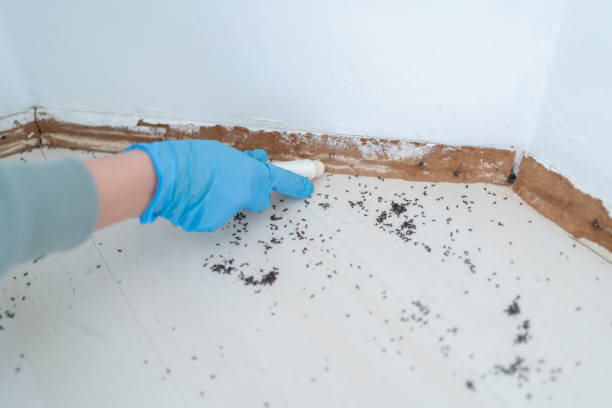 Best Wasp Removal Services  in Holly Hills, CO